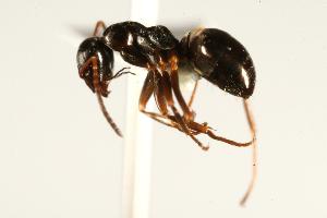  ( - CHU06-ANT-136)  @14 [ ] CreativeCommons - Attribution (2009) CBG Photography Group Centre for Biodiversity Genomics
