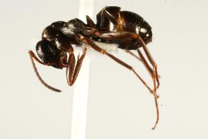  ( - CHU06-ANT-139)  @14 [ ] CreativeCommons - Attribution (2009) CBG Photography Group Centre for Biodiversity Genomics