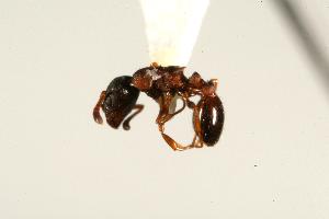  ( - CHU06-ANT-141)  @12 [ ] CreativeCommons - Attribution (2009) CBG Photography Group Centre for Biodiversity Genomics