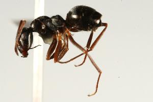  ( - CHU06-ANT-156)  @14 [ ] CreativeCommons - Attribution (2009) CBG Photography Group Centre for Biodiversity Genomics