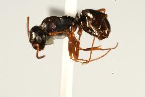  ( - CHU06-ANT-157)  @14 [ ] CreativeCommons - Attribution (2009) CBG Photography Group Centre for Biodiversity Genomics