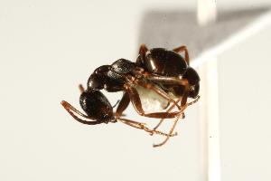 ( - CHU06-ANT-162)  @14 [ ] CreativeCommons - Attribution (2009) CBG Photography Group Centre for Biodiversity Genomics