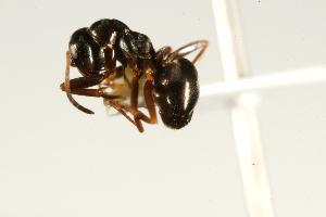  ( - CHU06-ANT-170)  @14 [ ] CreativeCommons - Attribution (2009) CBG Photography Group Centre for Biodiversity Genomics