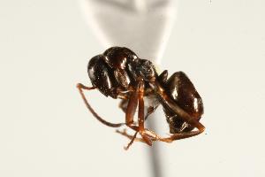  ( - CHU06-ANT-174)  @14 [ ] CreativeCommons - Attribution (2009) CBG Photography Group Centre for Biodiversity Genomics