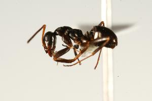  ( - CHU06-ANT-183)  @14 [ ] CreativeCommons - Attribution (2009) CBG Photography Group Centre for Biodiversity Genomics