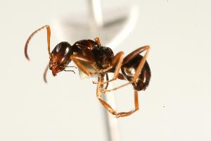  ( - CHU06-ANT-184)  @14 [ ] CreativeCommons - Attribution (2009) CBG Photography Group Centre for Biodiversity Genomics