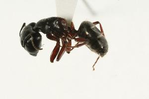  ( - CHU06-ANT-188)  @14 [ ] CreativeCommons - Attribution (2009) CBG Photography Group Centre for Biodiversity Genomics