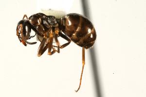  (Formica neorufibarbis - CHU06-ANT-223)  @15 [ ] Unspecified (default): All Rights Reserved  Unspecified Unspecified