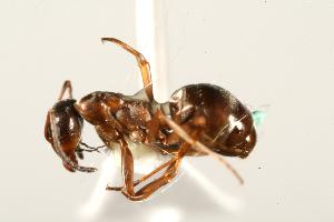  ( - CHU06-ANT-251)  @14 [ ] Unspecified (default): All Rights Reserved  Unspecified Unspecified