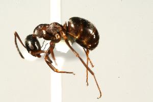  ( - CHU06-ANT-265)  @14 [ ] Unspecified (default): All Rights Reserved  Unspecified Unspecified