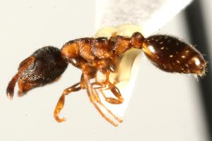  ( - CHU06-ANT-392)  @11 [ ] CreativeCommons - Attribution (2009) CBG Photography Group Centre for Biodiversity Genomics
