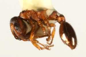  ( - CHU06-ANT-475)  @13 [ ] CreativeCommons - Attribution (2009) CBG Photography Group Centre for Biodiversity Genomics