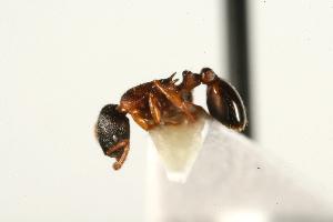  ( - CHU06-ANT-495)  @12 [ ] CreativeCommons - Attribution (2009) CBG Photography Group Centre for Biodiversity Genomics