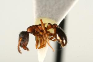  ( - CHU06-ANT-520)  @12 [ ] CreativeCommons - Attribution (2009) CBG Photography Group Centre for Biodiversity Genomics