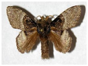  ( - 05-SRNP-32403)  @14 [ ] CreativeCommons - Attribution Non-Commercial Share-Alike (2006) Daniel H. Janzen Guanacaste Dry Forest Conservation Fund