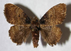  ( - 06-SRNP-65248)  @14 [ ] CreativeCommons - Attribution Non-Commercial Share-Alike (2007) Daniel H. Janzen Guanacaste Dry Forest Conservation Fund