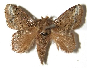  ( - 07-SRNP-58781)  @14 [ ] CreativeCommons - Attribution Non-Commercial Share-Alike (2008) Daniel H. Janzen Guanacaste Dry Forest Conservation Fund