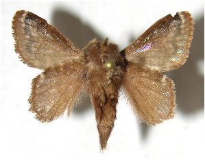  ( - 07-SRNP-58781)  @14 [ ] CreativeCommons - Attribution Non-Commercial Share-Alike (2008) Daniel H. Janzen Guanacaste Dry Forest Conservation Fund