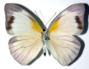  ( - 04-SRNP-22686)  @12 [ ] CreativeCommons - Attribution Non-Commercial Share-Alike (2013) Daniel H. Janzen Guanacaste Dry Forest Conservation Fund