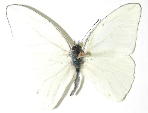  ( - 08-SRNP-20421)  @12 [ ] CreativeCommons - Attribution Non-Commercial Share-Alike (2008) Daniel H. Janzen Guanacaste Dry Forest Conservation Fund