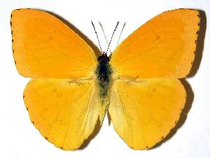  ( - 79-SRNP-397)  @14 [ ] CreativeCommons - Attribution Non-Commercial Share-Alike (2005) Daniel H. Janzen Guanacaste Dry Forest Conservation Fund