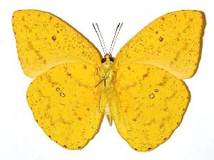  (Phoebis arganteDHJ01 - 79-SRNP-397)  @14 [ ] CreativeCommons - Attribution Non-Commercial Share-Alike (2005) Daniel H. Janzen Guanacaste Dry Forest Conservation Fund