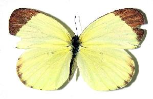  ( - 82-SRNP-439)  @13 [ ] CreativeCommons - Attribution Non-Commercial Share-Alike (2005) Daniel H. Janzen Guanacaste Dry Forest Conservation Fund