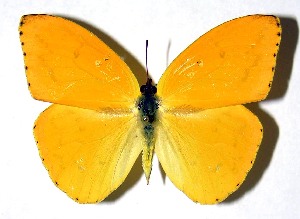  ( - 88-SRNP-242.1)  @11 [ ] CreativeCommons - Attribution Non-Commercial Share-Alike (2013) Daniel H. Janzen Guanacaste Dry Forest Conservation Fund