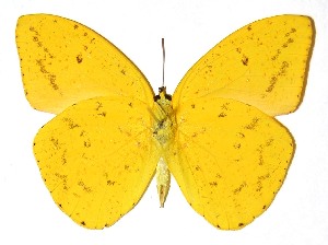  ( - 88-SRNP-242.1)  @11 [ ] CreativeCommons - Attribution Non-Commercial Share-Alike (2013) Daniel H. Janzen Guanacaste Dry Forest Conservation Fund