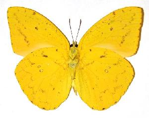  ( - 91-SRNP-606)  @14 [ ] CreativeCommons - Attribution Non-Commercial Share-Alike (2005) Daniel H. Janzen Guanacaste Dry Forest Conservation Fund