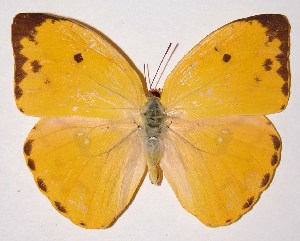  ( - 93-SRNP-455)  @11 [ ] CreativeCommons - Attribution Non-Commercial Share-Alike (2013) Daniel H. Janzen Guanacaste Dry Forest Conservation Fund