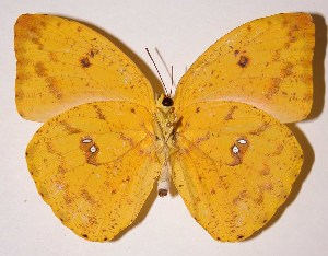  ( - 93-SRNP-455)  @11 [ ] CreativeCommons - Attribution Non-Commercial Share-Alike (2013) Daniel H. Janzen Guanacaste Dry Forest Conservation Fund