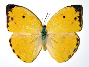  ( - 93-SRNP-455)  @11 [ ] CreativeCommons - Attribution Non-Commercial Share-Alike (2013) Daniel H. Janzen Guanacaste Dry Forest Conservation Fund