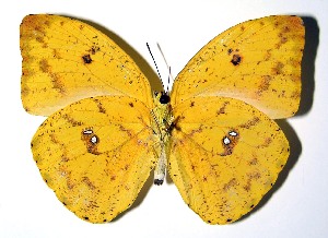  ( - 93-SRNP-455)  @11 [ ] CreativeCommons - Attribution Non-Commercial Share-Alike (2013) Daniel H. Janzen Guanacaste Dry Forest Conservation Fund