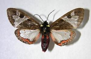  ( - 06-SRNP-8915)  @14 [ ] CreativeCommons - Attribution Non-Commercial Share-Alike (2013) Daniel H. Janzen Guanacaste Dry Forest Conservation Fund