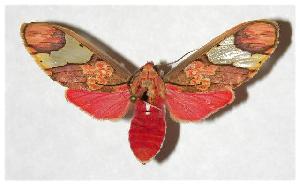  ( - 04-SRNP-61280)  @14 [ ] CreativeCommons - Attribution Non-Commercial Share-Alike (2005) Daniel H. Janzen Guanacaste Dry Forest Conservation Fund