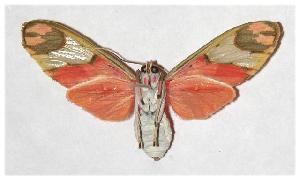  ( - 04-SRNP-61280)  @14 [ ] CreativeCommons - Attribution Non-Commercial Share-Alike (2005) Daniel H. Janzen Guanacaste Dry Forest Conservation Fund