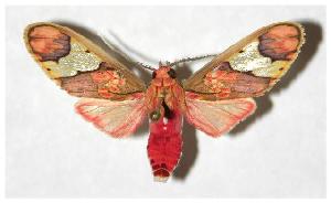  ( - 05-SRNP-1997)  @14 [ ] CreativeCommons - Attribution Non-Commercial Share-Alike (2005) Daniel H. Janzen Guanacaste Dry Forest Conservation Fund