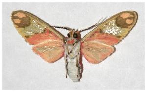  ( - 05-SRNP-1997)  @14 [ ] CreativeCommons - Attribution Non-Commercial Share-Alike (2005) Daniel H. Janzen Guanacaste Dry Forest Conservation Fund