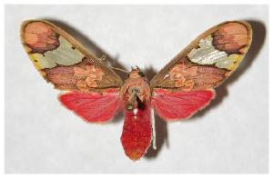  ( - 05-SRNP-20167)  @14 [ ] CreativeCommons - Attribution Non-Commercial Share-Alike (2005) Daniel H. Janzen Guanacaste Dry Forest Conservation Fund