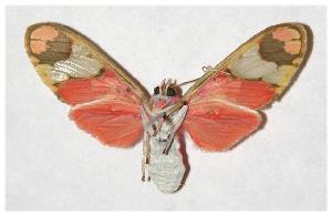  ( - 05-SRNP-20167)  @14 [ ] CreativeCommons - Attribution Non-Commercial Share-Alike (2005) Daniel H. Janzen Guanacaste Dry Forest Conservation Fund