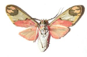  ( - 05-SRNP-25471)  @14 [ ] CreativeCommons - Attribution Non-Commercial Share-Alike (2006) Daniel H. Janzen Guanacaste Dry Forest Conservation Fund