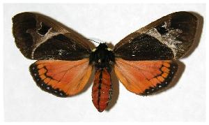  ( - 05-SRNP-2643)  @14 [ ] CreativeCommons - Attribution Non-Commercial Share-Alike (2006) Daniel H. Janzen Guanacaste Dry Forest Conservation Fund