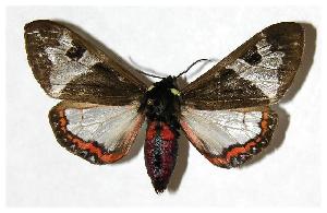  ( - 05-SRNP-2644)  @14 [ ] CreativeCommons - Attribution Non-Commercial Share-Alike (2006) Daniel H. Janzen Guanacaste Dry Forest Conservation Fund