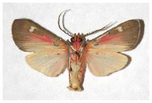  ( - 05-SRNP-32813)  @12 [ ] CreativeCommons - Attribution Non-Commercial Share-Alike (2006) Daniel H. Janzen Guanacaste Dry Forest Conservation Fund