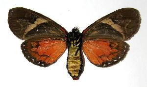  ( - 05-SRNP-32907)  @14 [ ] CreativeCommons - Attribution Non-Commercial Share-Alike (2006) Daniel H. Janzen Guanacaste Dry Forest Conservation Fund