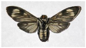  ( - 05-SRNP-46702)  @14 [ ] CreativeCommons - Attribution Non-Commercial Share-Alike (2005) Daniel H. Janzen Guanacaste Dry Forest Conservation Fund