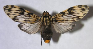  ( - 06-SRNP-58927)  @14 [ ] CreativeCommons - Attribution Non-Commercial Share-Alike (2007) Daniel H. Janzen Guanacaste Dry Forest Conservation Fund