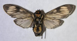  ( - 06-SRNP-58927)  @14 [ ] CreativeCommons - Attribution Non-Commercial Share-Alike (2007) Daniel H. Janzen Guanacaste Dry Forest Conservation Fund