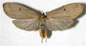  ( - 07-SRNP-3410)  @14 [ ] CreativeCommons - Attribution Non-Commercial Share-Alike (2008) Daniel H. Janzen Guanacaste Dry Forest Conservation Fund